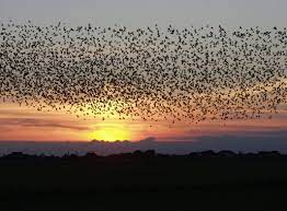 El tipo de migración que efectúan es distinto en aves, peces como el salmón, anguilas, langostas y mamíferos. Las 12 Migraciones Animales Mas Impresionantes