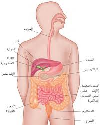 تحويل الأطعمة إلى مغذيات يختلط كل ما يصل إلى معدتك مع الإنزيمات والمواد الكيميائية التي تفتت الأطعمة Aurora Sleeping Beauty Sleeping Beauty Disney Characters