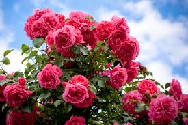 organic fertilizers for roses