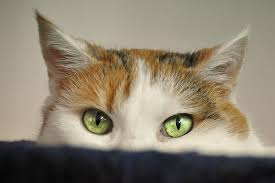 Third eyelid showing can be an early symptom of illness, an indication of dehydration or a way to tell if your cat is running a fever. Top Eye Problems For Cats