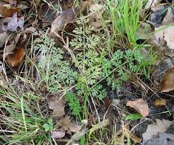 Image result for Daucus carota