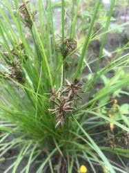 Image result for Pycreus flavidus