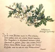 Le 24 mai est le 144e jour de l'année (le 145e dans les années bissextiles). Wie Viele Bluten Auch Im Mai Erbluhn Wochenende In Bildern 23 24 Mai 2020 Feinslieb