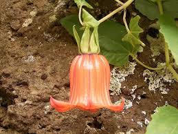 Image result for Canarina