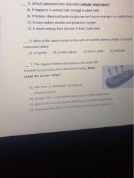 Introduces the process of extracting energy from glucose. 5 Which Statement Best Describes Cellular Chegg Com