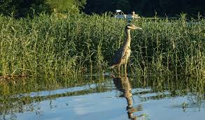 As important tools to combat the loss of healthy watersheds that . Healthy Waters Healthy Communities