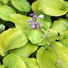 Reaching 3 feet in height with a 6 feet spread this. Hosta Sum And Substance Stauden Pflanzen Kaufen Online Matelma Com