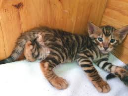 Nov 19, 2013 · ทอยเกอร์ (toyger) เกิดจากการผสมกันระหว่างพันธุ์ domestic shorthair กับพันธุ์ bengal เป็นแมวขนาดกลาง ลายบนตัวมันเป็นแนวตั้งล้อมรอบตัวเป็นลาย. Nana Cattery Nana Cattery Twitter