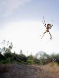 North america includes other countries than the united states. Common Spider Bite Symptoms Household Wolf Spider Everyday Health