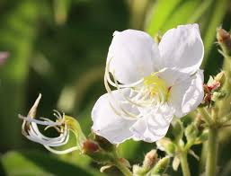 Image result for Dissotis princeps