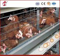 Meilleure cage à poules type H, usine de cages à poules en ...