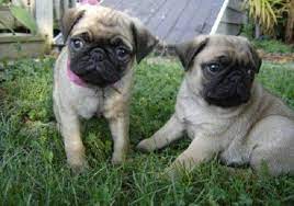 Puppyfinder.com is your source for finding an ideal pug puppy for sale in michigan, usa area. Pug Puppies For Sale In Michigan Zoe Fans Blog Pug Puppies Pug Puppies For Sale Cute Pug Puppies