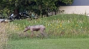 Lucky goat shot for the pleasure of a lady. Chupacabra Caught On Camera In Houston If It Were Really Real Abc7 San Francisco