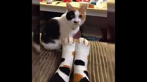 Realistic 3d printed cat paw socks which you can get on amazon. Funny Socks Cute Cat Paw Warm Slipper Socks Christmas Gifts For Cat Lovers Shorts Youtube