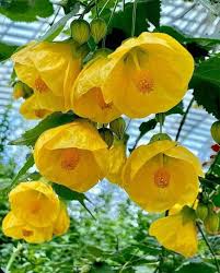Image result for Abutilon lauraster