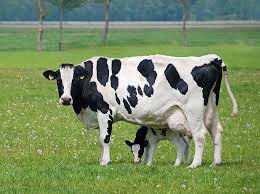 Developing an agriculture business plan is one of the most important steps a business owner can take. Starting Dairy Farming Business Plan Pdf Startupbiz Global