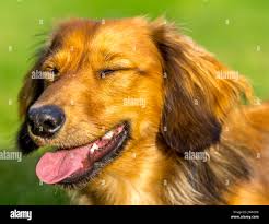Dachshund dog puppy tongue hi-res stock photography and images - Alamy