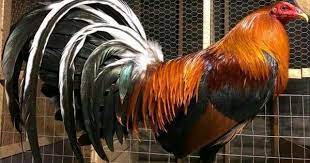 Pin En Gallos