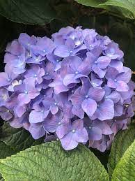 Pin On Flowers