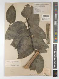 Image result for Tiliacora funifera