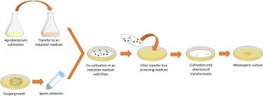 Image result for Rhizobium radiobacter, syn. Agrobacterium tumefaciens