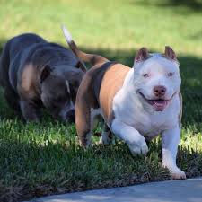 No puppies available at this time. American Pocket Bully Breeding Phenotype Genotype Bully Breeds American Bully Pocket Bully
