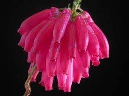 Heath Erica Mammosa South Africa African Plants Trees To Plant Flora Garden