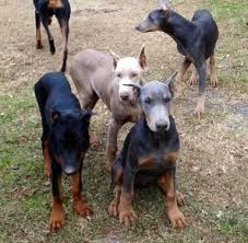 In the past 12 years, their dobermans have finished in the top 11th in the country. Akc Registered Doberman Pinscher Puppies For Sale In Dunn North Carolina Classified Americanlisted Com