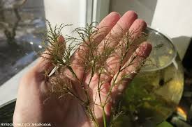 Image result for Najas horrida