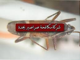 شركة مكافحة الصراصير بجدة شركة النور 053804738شركة مكافحة الصراصير بجدة 1 عند ظهور صرصار بمنزلك اعلمي أنه يوجد عدد أكب Swiss Army Knife Swiss Army Jeddah