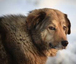 The site lists lost and found. Lost And Found Pets Edmonton Humane Society
