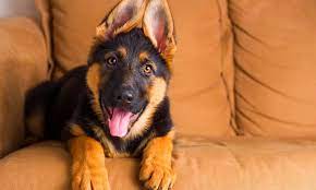 German shepherd puppy posing on a brown background. German Shepherd Puppy Wallpaper