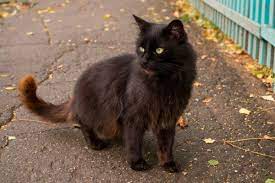 Membeli kucing persia memang haruslah sangat memperhitungkan harga kucing persia. Membawa Keberuntungan Ini 8 Fakta Menarik Seputar Kucing Hitam