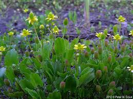Image result for Ranunculus raeae