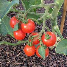 We did not find results for: Seeds For Stupace Tomato Solanum Lycopersicum Amkha Seed