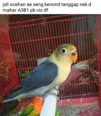 Lovebird euwing vio sf perso sold out (2,5 juta) uwing vio sf perso umur 4 bulan prediksi kuat betina sehat wal afiat. Cek Harga Lovebird Online Josan 30rb Pb 250rb Biola 500rb Gila Murah Banget Pamankicau