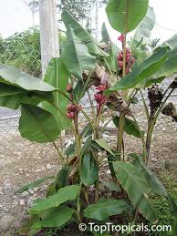 Image result for Musa sp. (Ornamental bananas)