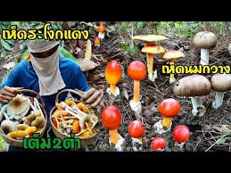 ชาวบ้านเก็บ 'เห็ดเผาะ' หายากได้กินปีละครั้ง ราคาพุ่งกิโลละ 500 บาท วันจันทร์ ที่ 10 พฤษภาคม พ.ศ. M36uv Ksutul3m
