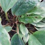 Image result for Begonia squamulosa