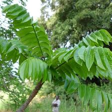 Image result for Canarium schweinfurthii