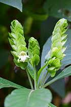 Image result for Vernonia kirungae
