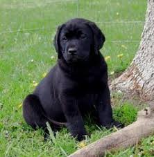 Gorgeous yellow/black/red labrador puppies wanting only five star loving homes. 22 Best Lab Golden Retriever Mix Ideas Golden Retriever Golden Retriever Mix Retriever