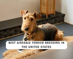 Airedale terrier puppies for sale in oh. 8 Best Airedale Terrier Breeders In The United States 2021 We Love Doodles
