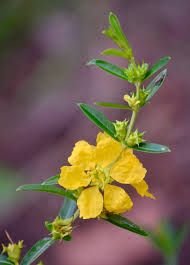 Image result for Heimia salicifolia