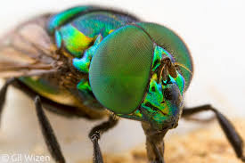 Image result for Peddiea orophila