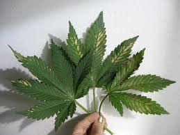 Spotting Cannabis Deficiencies In Your Garden Centurionpro