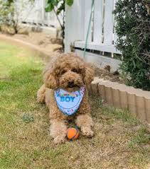 Healthy pets of lewis center is a member of the healthy pets of ohio family. Healthy Pets Veterinary Hospital 45 Photos 128 Reviews Veterinarians 373 W Portal Ave West Portal San Francisco Ca Phone Number
