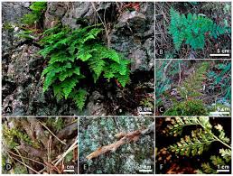 Image result for Davalliaceae