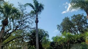 Madrigal Tree Service