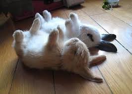 He is not drinking much. Bunnies